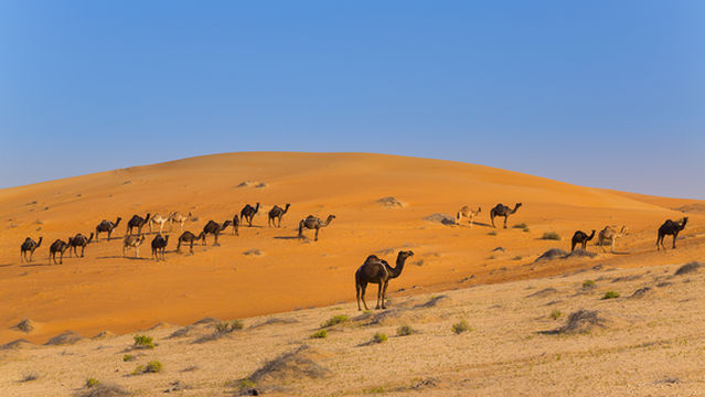 Liwa desert