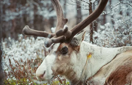 敖魯古雅使鹿部落景區門票成人