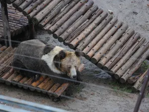 Xining Wildlife Park