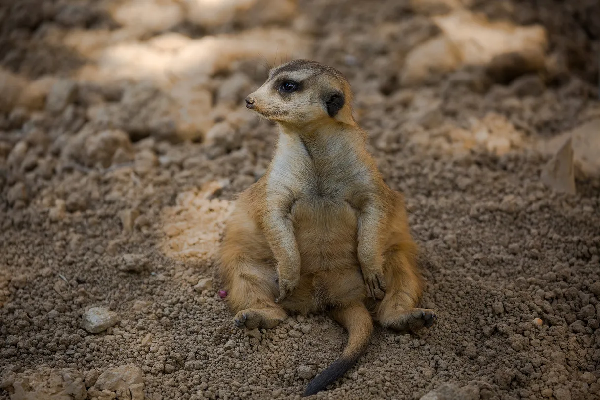 5_西雙版納野生動物園