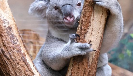 ZooParc de Beauval Entrée Nord