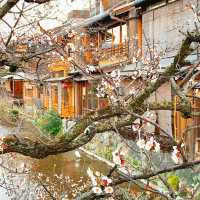 京都　祇園白川