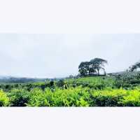 Ciater Tea Garden