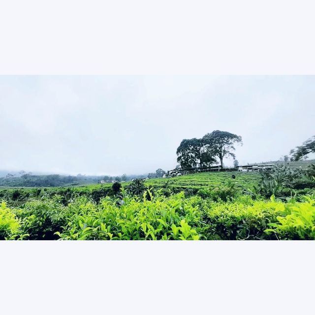 Ciater Tea Garden
