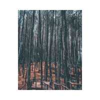 Mangunan Pine Forest