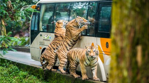 Bifengxia Wildlife Park