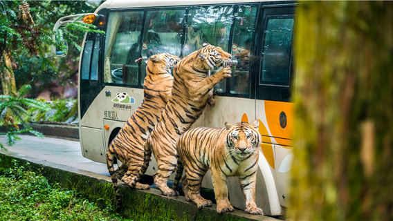 Bifengxia Wildlife Park
