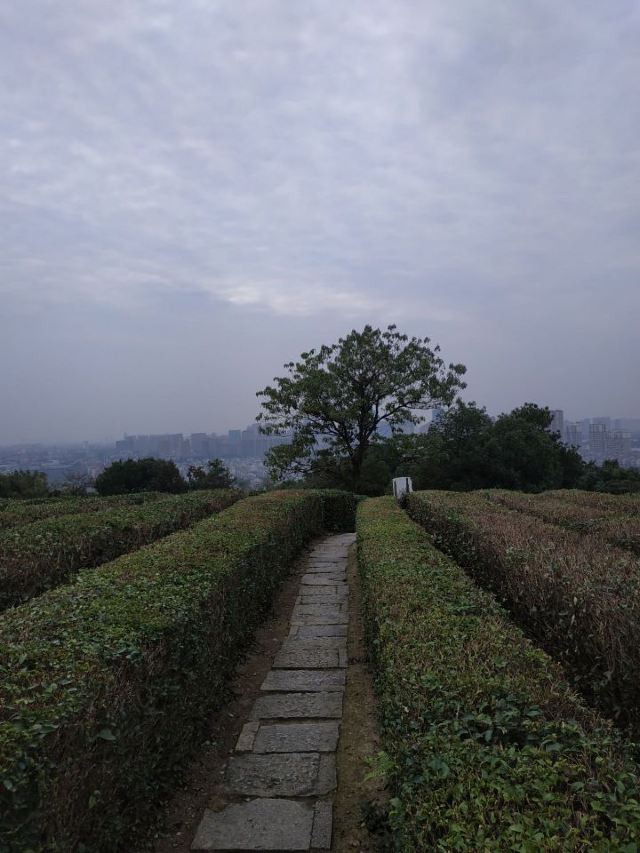 동호