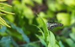 Kuala Lumpur Butterfly Park