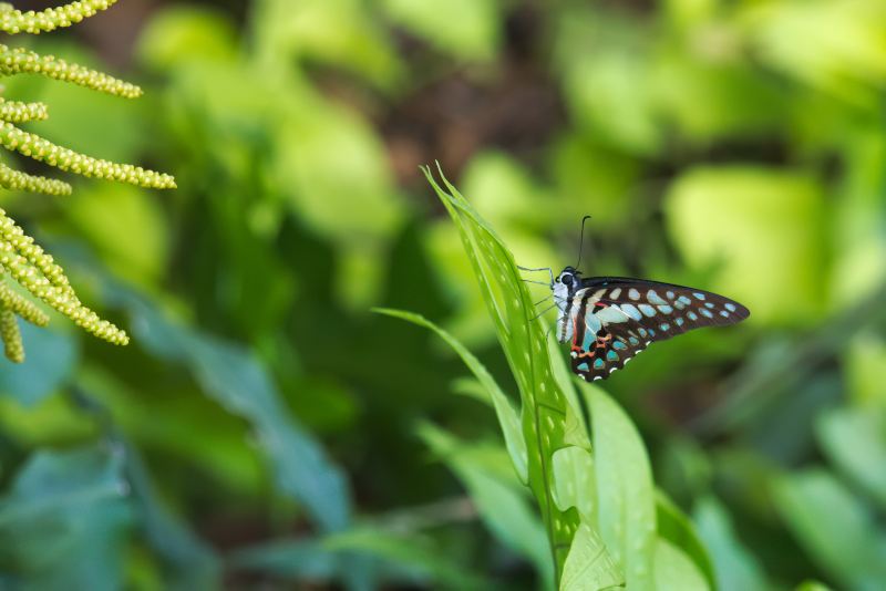 Kuala Lumpur Butterfly Park