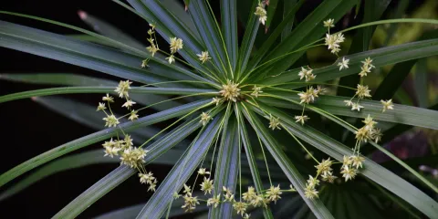 芙蓉湖濕地公園