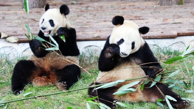 西安秦嶺野生動物園+駝鈴傳奇或千古情一日遊丨接駁+門票無購物