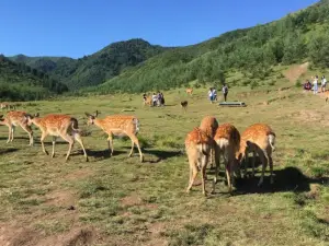 元古堆鹿場