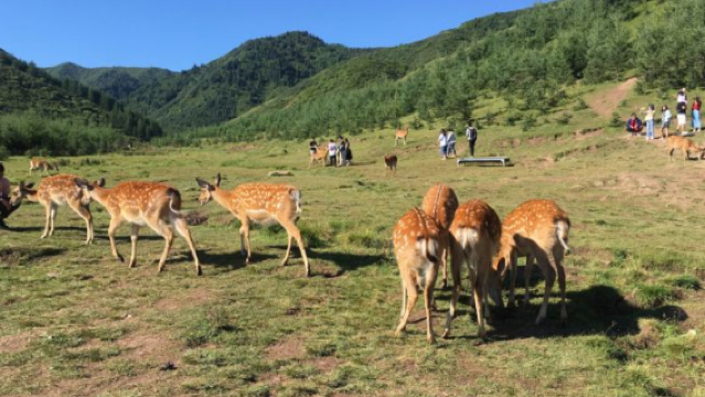 Yuangudu Deer Farm