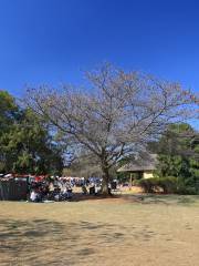 Jardin botanique national de Pretoria