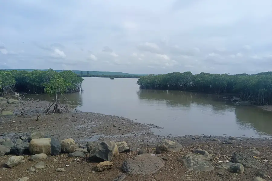 Caiqiao Mangrove Nature Reserve