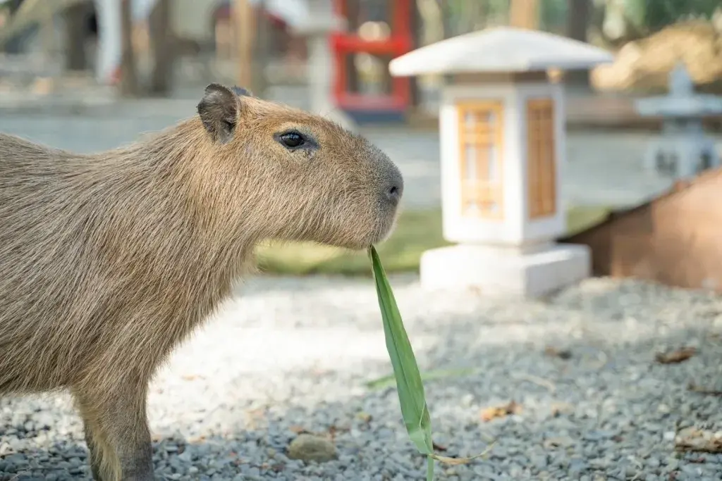 4_咩咩上樹萌寵樂園