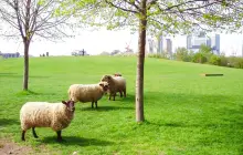 Mudchute Park and Farm