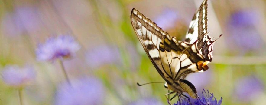 Butterflies at the Vliet