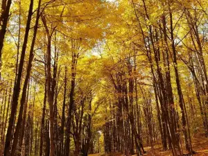 Danby State Forest