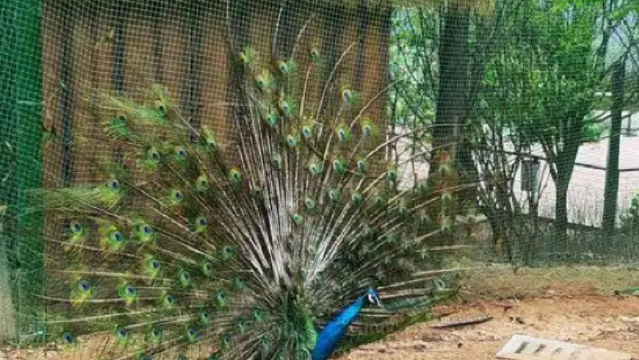 Yongquan Tourism Resort - Peacock Garden