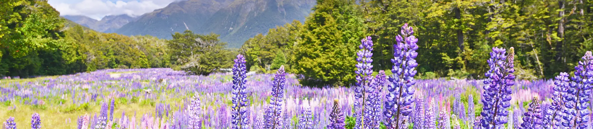 Fioriture Primaverili