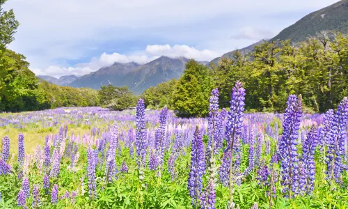 Fiordland National Park