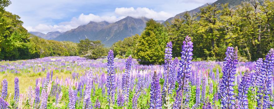 Fiordland-Nationalpark