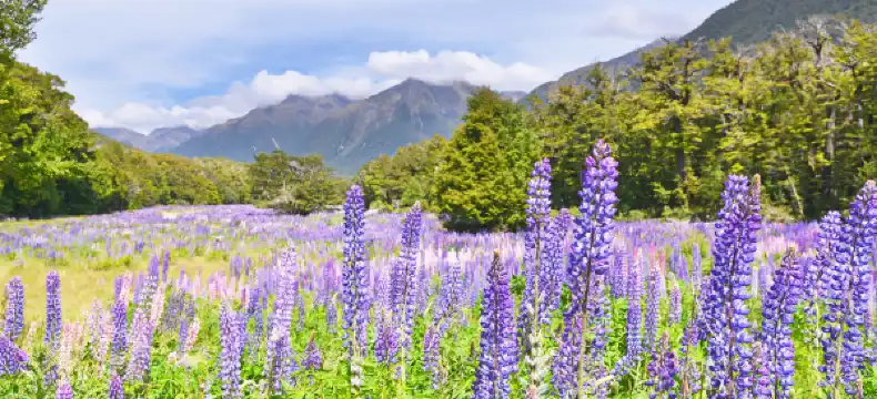 โรงแรมที่มีที่จอดรถในเซาท์แลนด์ นิวซีแลนด์