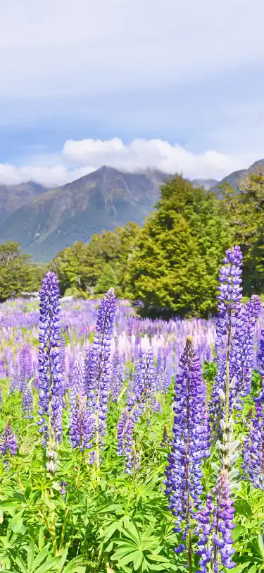 Hotel Dengan Kolam Renang di Southland, Selandia Baru