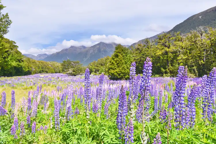 5-Sterne-Hotels in Southland, Neuseeland