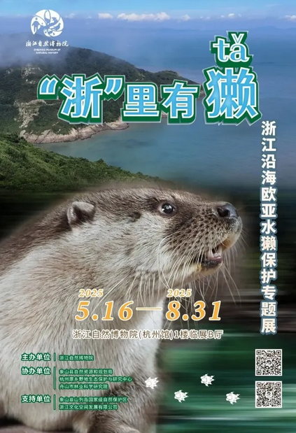 《 “浙”裏有獺》浙江沿海歐亞水獺保護專題展 | 浙江自然博物院