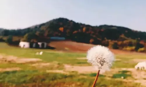 심양 국가 삼림공원