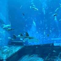 S.E.A Aquarium (>100,000 marine animals)