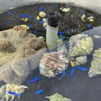 日本最南端の小さな水族館。黒島研究所。