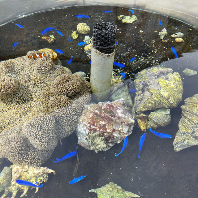 日本最南端の小さな水族館。黒島研究所。