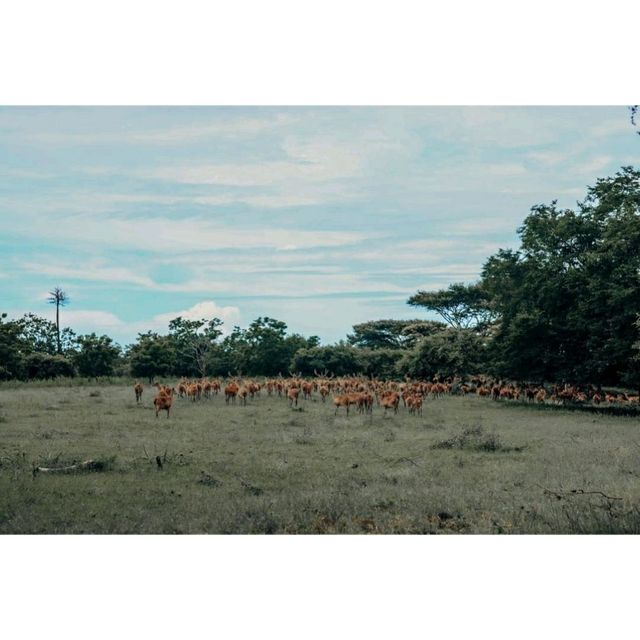 Baluran Savanna