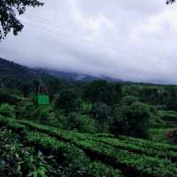 Gunung Mas Tea Hills