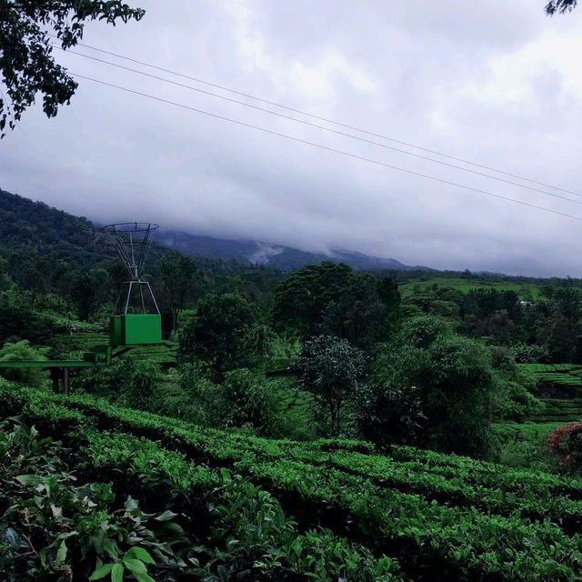 Gunung Mas Tea Hills