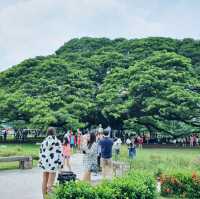 ต้นจามจุรียักษ์