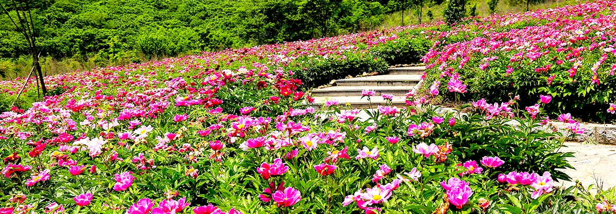 Fioriture Primaverili