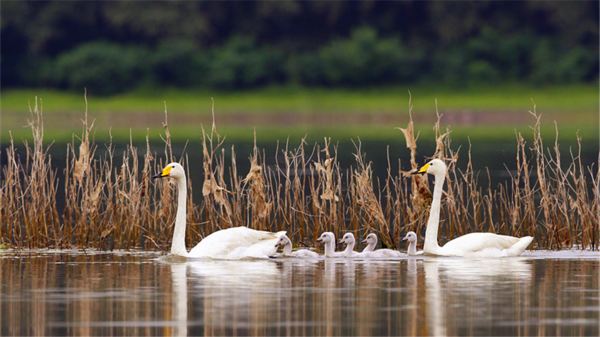 Sanmenxia Swan Lake Resort