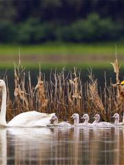 Sanmenxia Swan Lake Resort