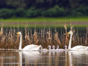 Sanmenxia Swan Lake Resort