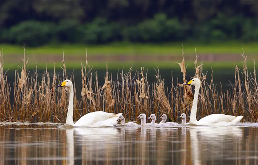 Sanmenxia Swan Lake Resort