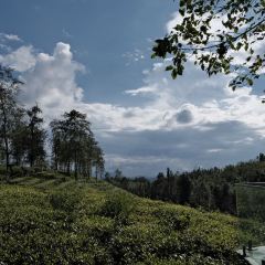 大地茶海餐廳張用戶圖片