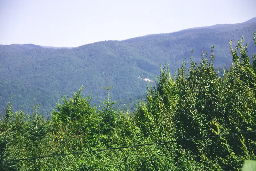 Xiaodonggou Primeval Forest