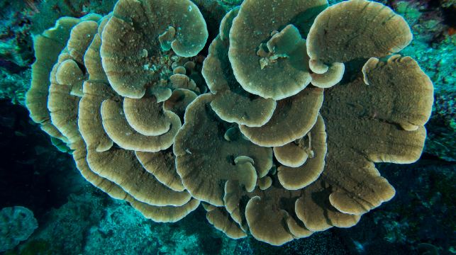 菲律賓科隆超級A線全景遊—冷熱湖&凱央根湖&雙子湖&沉船架