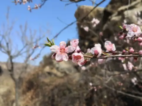 Peach Blossom Gully Scenic Area