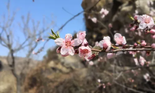Peach Blossom Gully Scenic Area